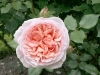 abraham-darby-austin-85-912