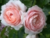 Ambridge Rose®, David Austin 1990_710