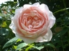 ambridge-rose-728