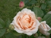 ambridge-rose-austin-82-910