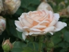 ambridge_rose_austin_1990_4506