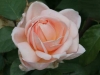 ambridge_rose_austin_1990_4507