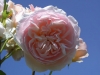 Apricot Parfait®, David Austin 1990