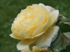 charlotte_austin_1993_4563_0