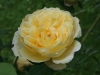charlotte_austin_1993_4565