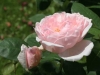 chaucer_austin_1970_4611
