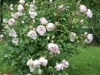 country_living_austin91_4453