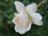 Crocus Rose® Syn. Emanuel®