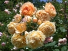crown-princess-margareta-725