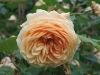 Crown Princess Margareta® (Auswinter)®