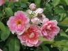 English Elegance®