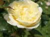 evelyn_austin_1991_4512