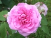 Gertrude Jekyll® Gertrude Jekyll®, David Austin 1986