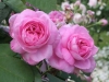 Gertrude Jekyll®