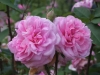 Gertrude Jekyll®