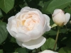 Glamis Castle®, Jahr: David Austin 1992 Glamis Castle®_4491