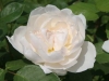 glamis_castle_austin_1992_4492