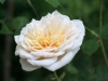 glucksburg_4354
