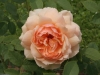 Grace®_934