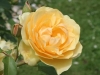 Graham Thomas®_4519