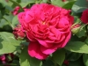 L. D. Braithwaite®, Austin _4542