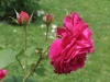 L. D. Braithwaite®, David Austin 1988 L. D. Braithwaite®, David Austin 1988_4543