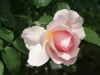 Lucetta® (Ausemi), David Austin 1983 Lucetta® (Ausemi), Austin_4729
