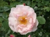 Lucetta® (Ausemi), Austin_4731
