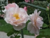 lucetta_austin_1983_4732