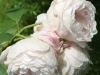 Redoute®, David Austin 1992_4488