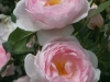 Scepter d Isle®, David Austin 1996 Scepter d Isle®, David Austin 1996_4745