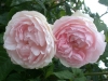 sharifa-asma-797
