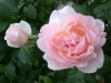 Sharifa-Asma®, David Austin 1989_798