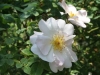 Shropshire Lass®, David Austin 1968_4606