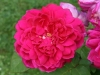 Sophys Rose®, David Austin 1997 Sophys Rose® Austin 1997_4547