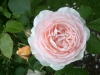 Sweet Juliet® (Ausleap®), David Austin 1989 Sweet Juliet® (Ausleap®), Austin 1989-803