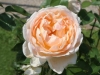 Tamora®, David Austin 1983 Tamora®, David Austin 1983_4619