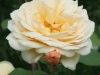 teasing_georgia_austin_1998_4558