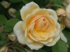 Teasing Georgia®, David Austin 1998 Teasing Georgia®,David Austin 1998_4560