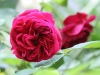 William Shakespeare®, Syn.William Shakespeare 2000®, Austin 2000_4158
