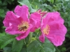 Rosa rugosa