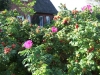 Rosa rugosa, die Kartoffelrose