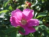 Rosa rugosa, die Kartoffelrose