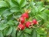 Früchte der Rosa rugosa