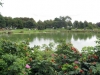 Nieblum auf Föhr, Rosa rugosa am Dorfteich
