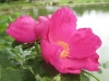 In Nieblum auf Föhr, Rosa rugosa am Dorfteich