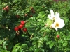 weiß blühende Kartoffelrose