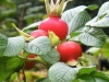 Hagebutten der Rosa rugosa