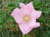 Rosa rugosa