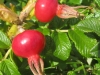 Hagebutten der Rosa rugosa